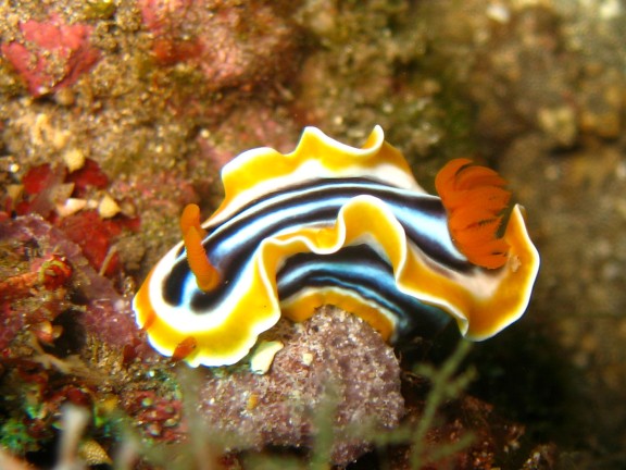 Baturiti, Indonesien