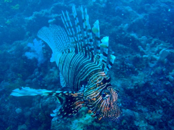 Qesm Sharm Ash Sheikh, Egipto