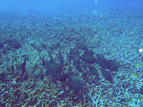 Islas similan