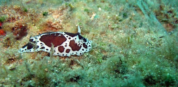 Red Sea