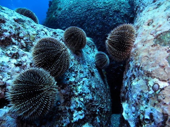 Baja California Sur, México
