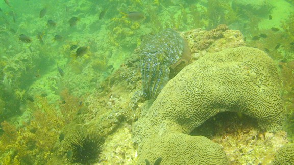 The Gulf of Oman