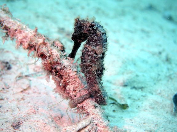 Semporna, Malaysia