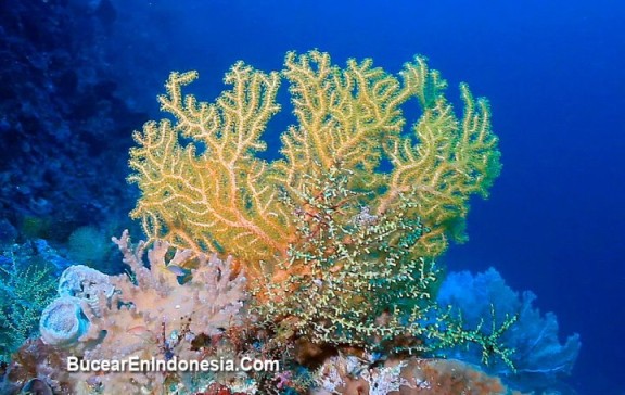 Indonesia