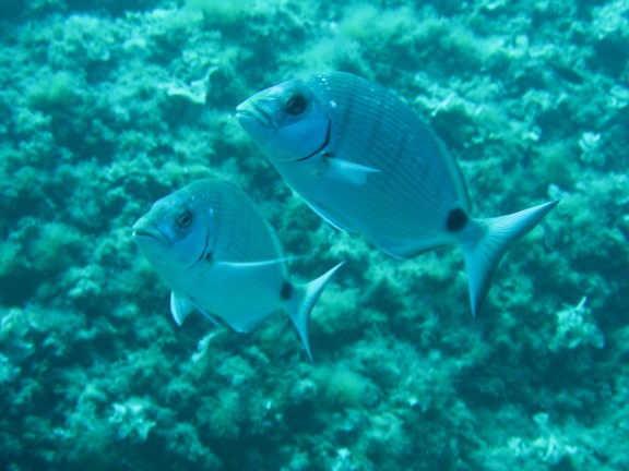 Reef Cala Serena