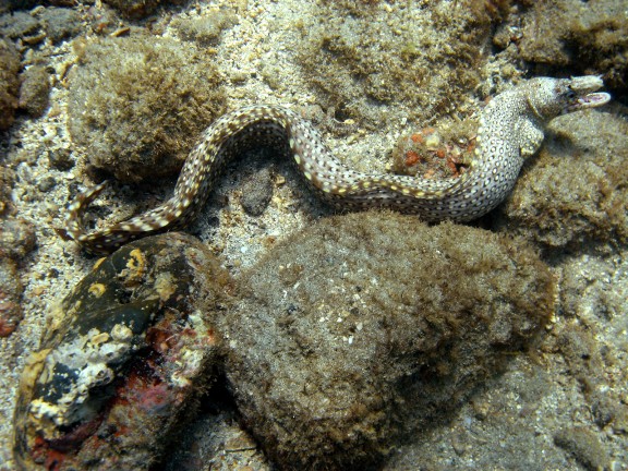parguera - cabo corrientes
