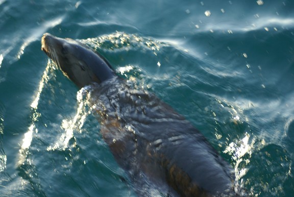Galapagos Islands