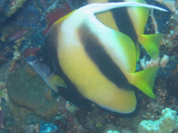 egitto sharm