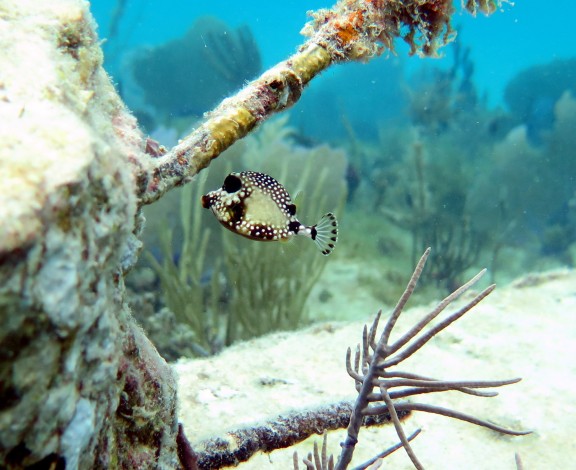 Bayahibe, Dominikanische Republik