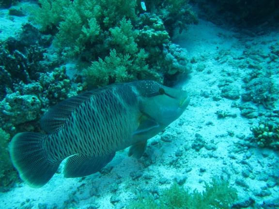 Red Sea