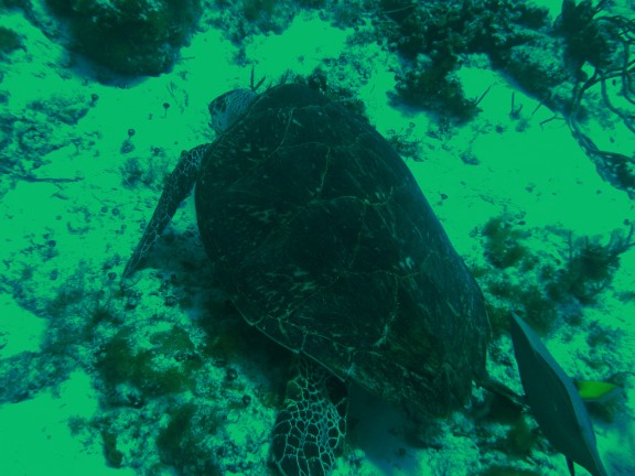 Cozumel, Mexico