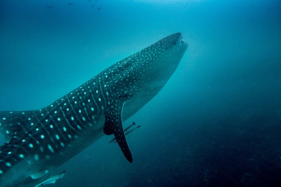 Dhidhdhoo, Maldives