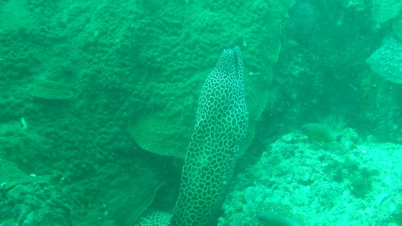 The Gulf of Oman