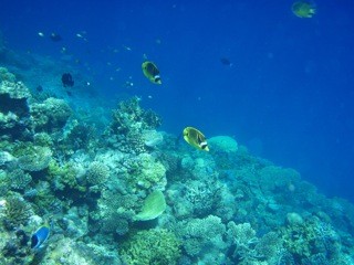 Guraidhoo, Maldives