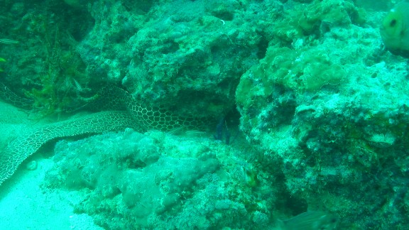 The Gulf of Oman