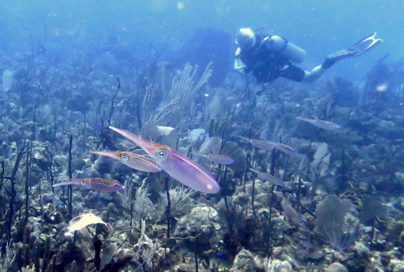 Bayahibe, Dominikanische Republik