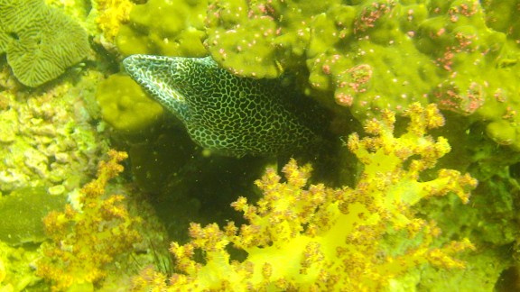 The Gulf of Oman