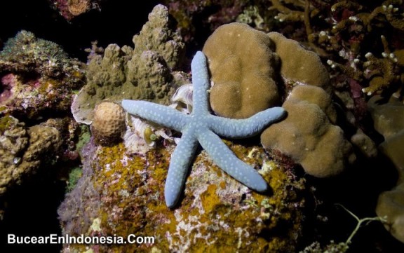 Indonesia