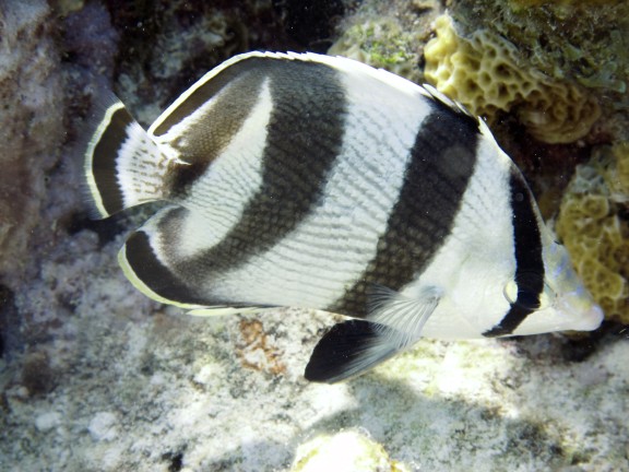 Kralendijk, Netherlands Antilles