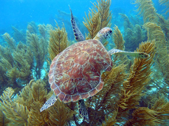Kralendijk, Netherlands Antilles