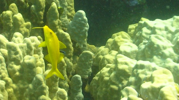Red Sea