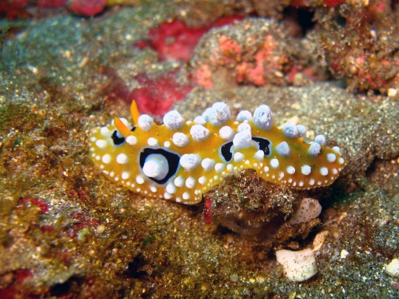 Baturiti, Indonesien