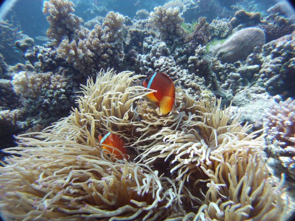 Fiji