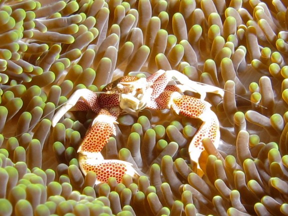 Nusapenida, Indonesia