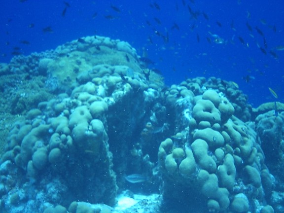 Curaçao, Nederlandse Antillen