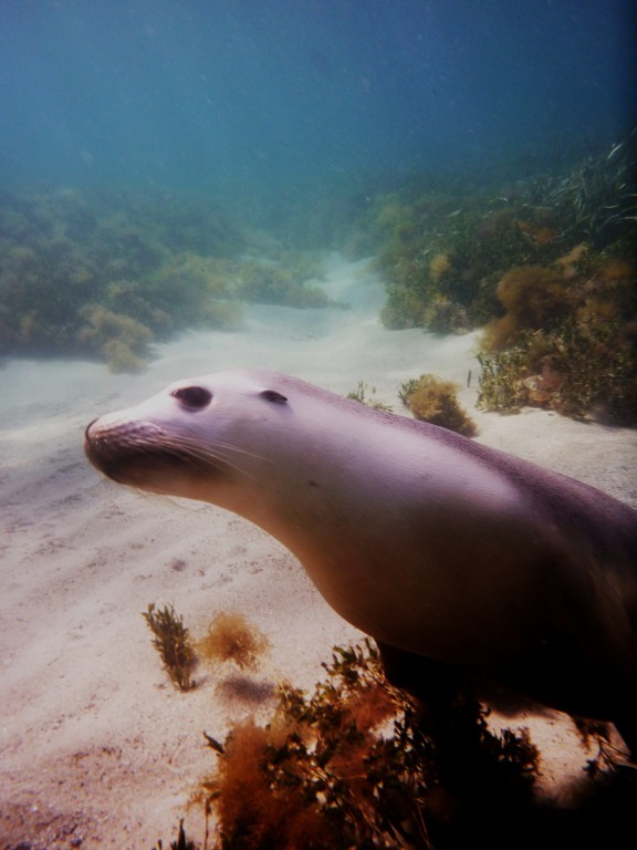 Australie-Méridionale, Australie