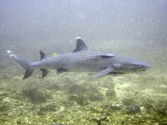 Cebu, Filippinerna