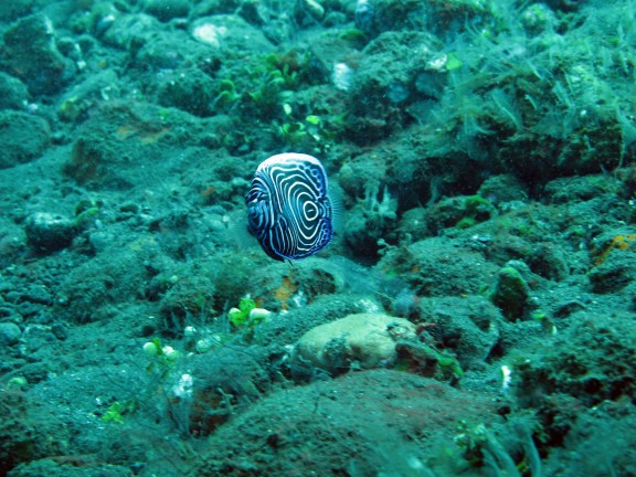 Kubu, Indonesia