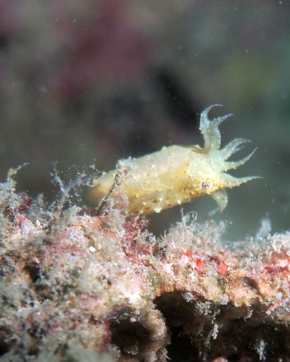 Semporna, Malaysia