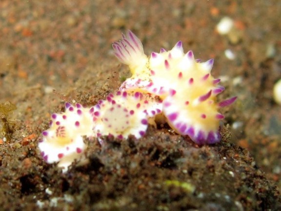 Kubu, Indonesia