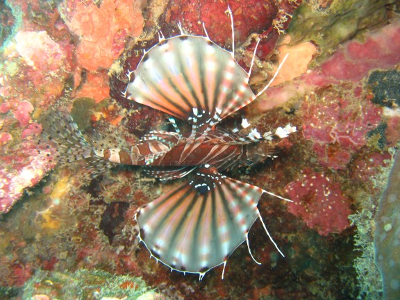 Andaman, Indien