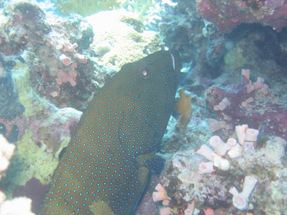 egitto sharm