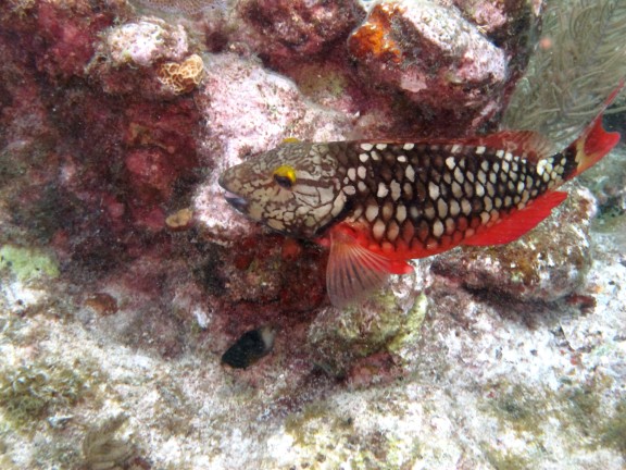 Key Largo 
