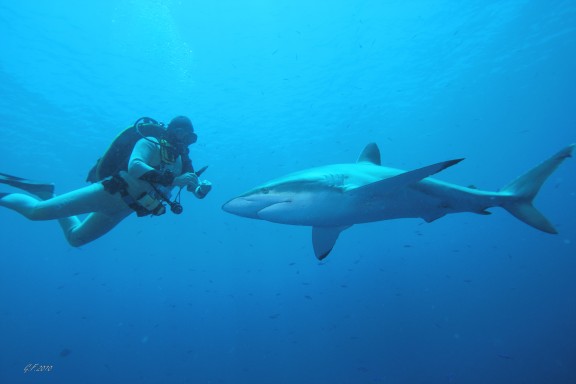 red sea dedalus reef