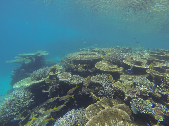 Alifu Dhaalu Atoll, Maldivi