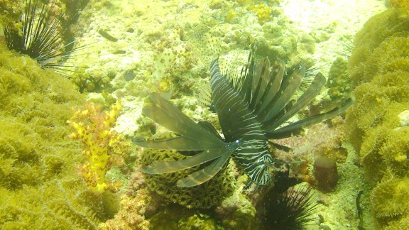 The Gulf of Oman