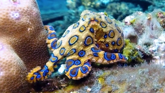 Kubu, Indonesië