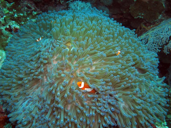 Gerokgak, Indonesia