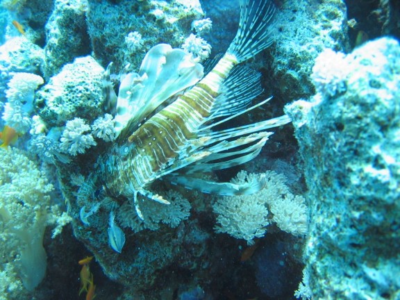 egitto sharm