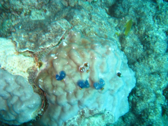 Queensland, Australia