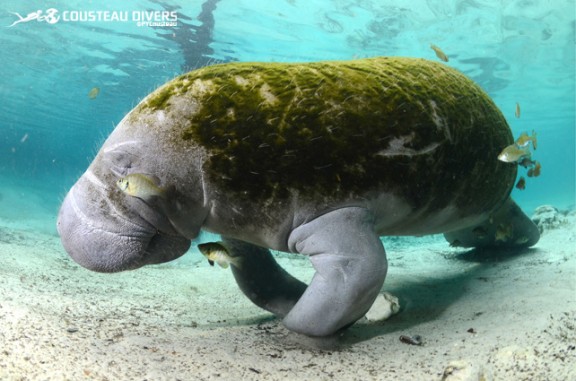 Homosassa, États-Unis