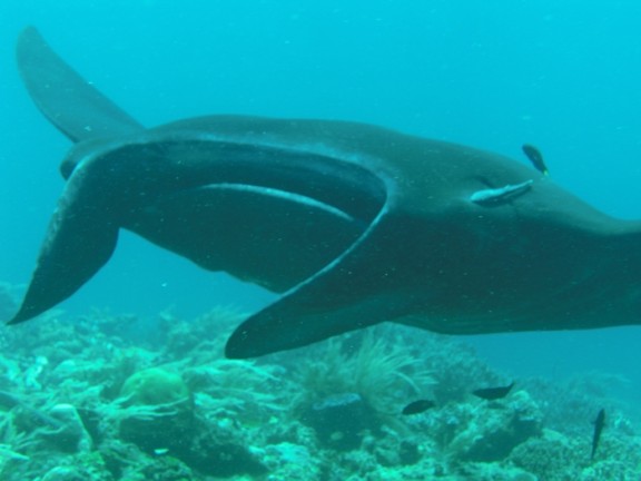  Raja Ampat