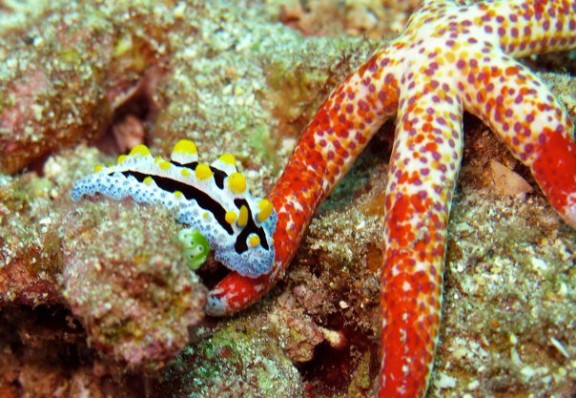 Kubu, Indonesia