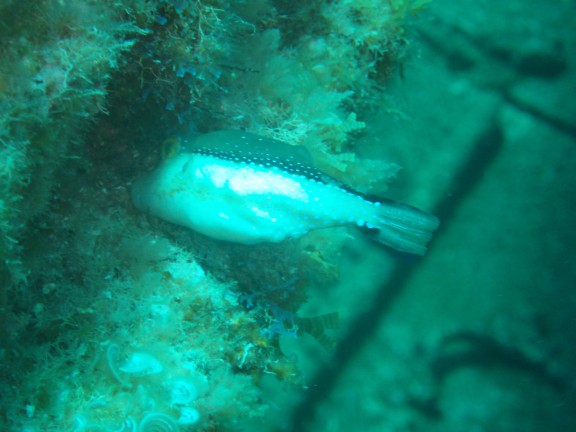 Arona, Spanien - fish