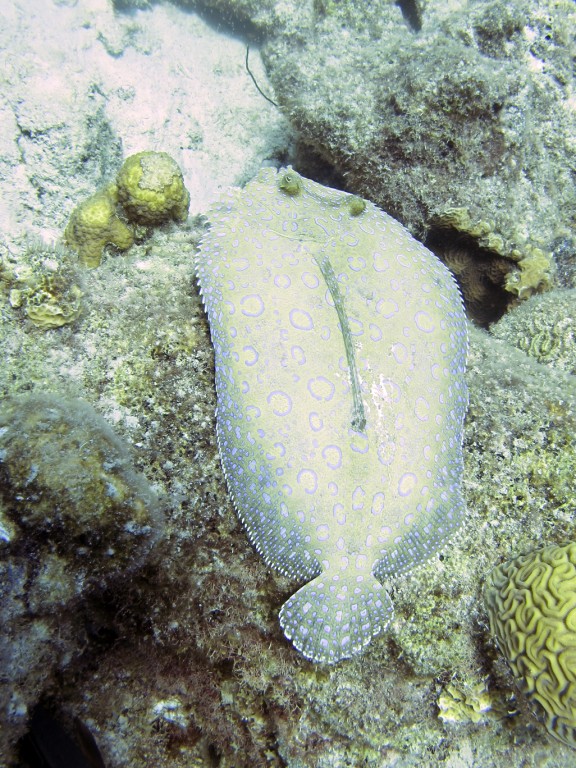 Kralendijk, Netherlands Antilles