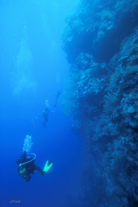 red sea dedalus reef